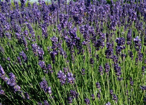 Lavandula English Lavender 6 Pot Hello Hello Plants Garden Supplies Lavandula English Lavender 6 Pot Hello Hello Plants Garden Supplies