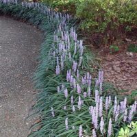 Liriope 'Evergreen Giant' 3" Pot (Pack of 10)