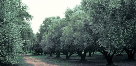 A dirt path winding through a grove of dense, leafy olive trees, including notable Olea 'Manzanillo' Olive 8" Pot.