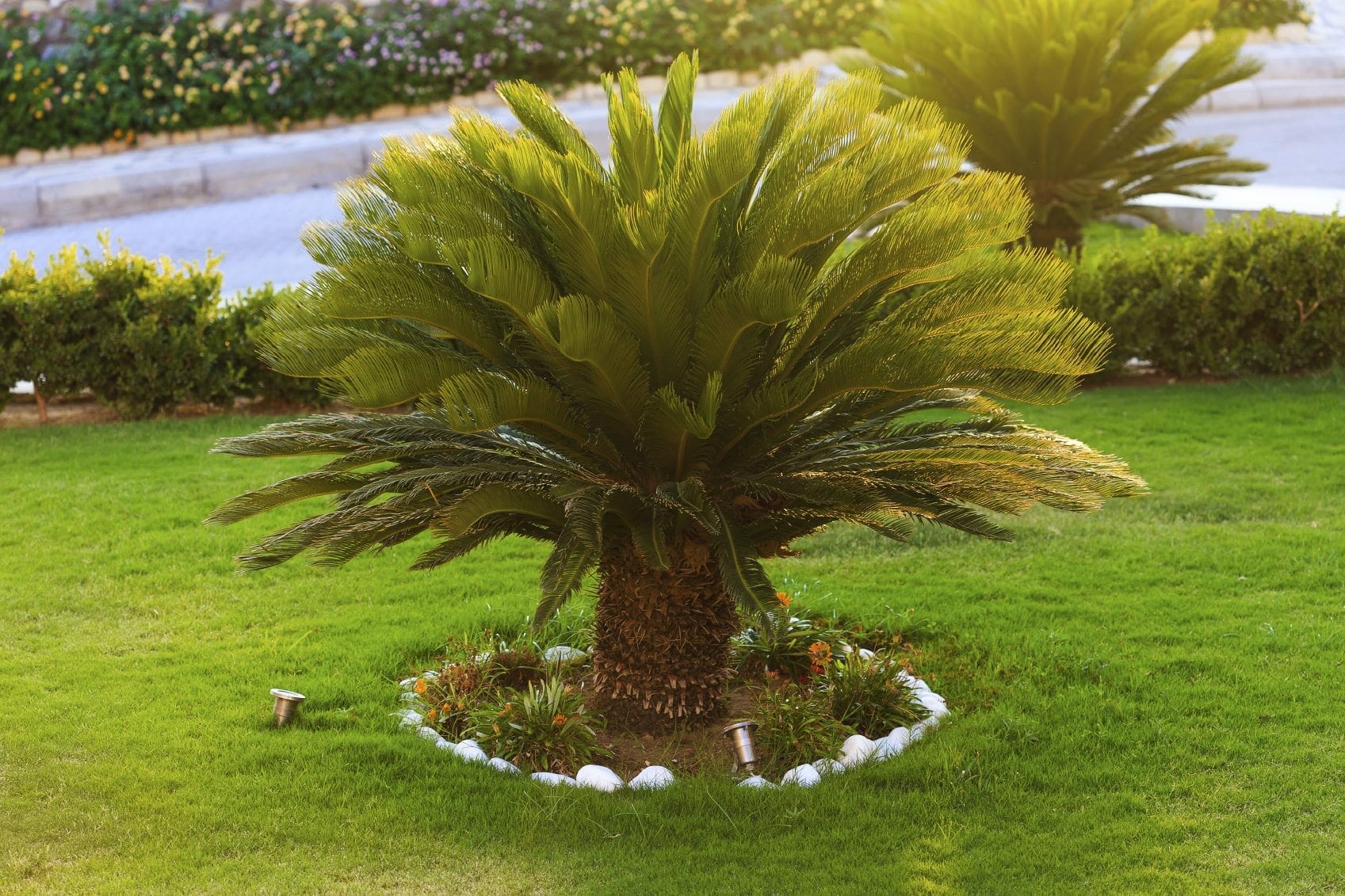Scale Infestation On Sago Palms
