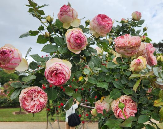 rosa climbing rose pierre de ronsard pink buff roses