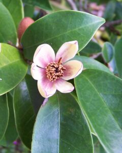 Michelia Figo Coco Flower