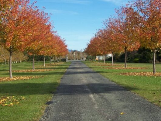 A road lined with trees in the fall.