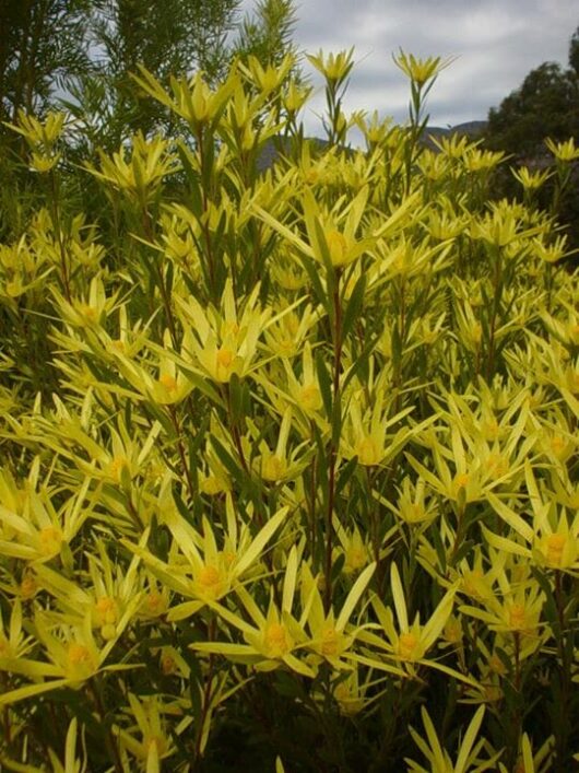 A Leucadendron 'My Stars' 10" Pot with yellow flowers in front of a cloudy sky.