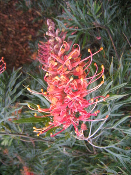 A Grevillea 'Superb' 10" Pot flower with green leaves.