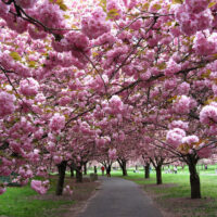 Prunus 'Kanzan' Ornamental Cherry (Bare Root)