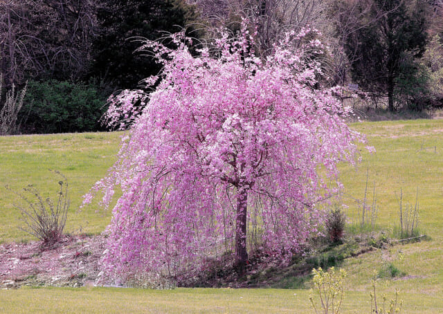 Prunus Rosea Pink Weeping Cherry 1 8m 16 Pot Hello Hello Plants prunus-rosea-pink-weeping-cherry-1-8m-16-pot-hello-hello-plants