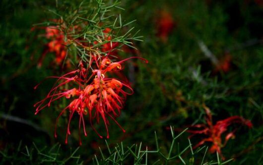 Red Grevillea 'Bonfire' 10" Pot flowers on a bush with green leaves.