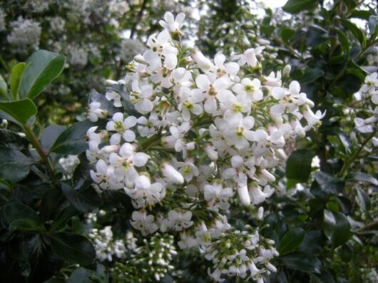 Escallonia 'Iveyi' 6" Pot flowers on a bush with green leaves.