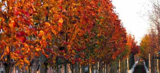 A row of trees with red and orange leaves.