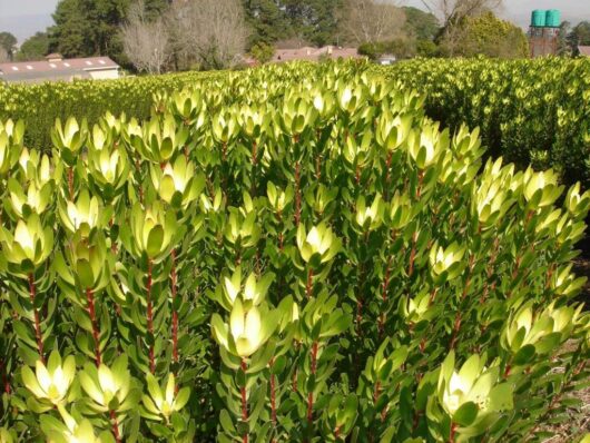 A Leucadendron 'Safari Goldstrike' 6" Pot in a field.