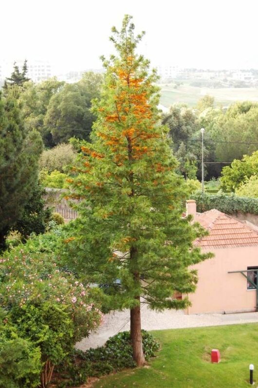 Grevillea robusta 'Silky Oak'