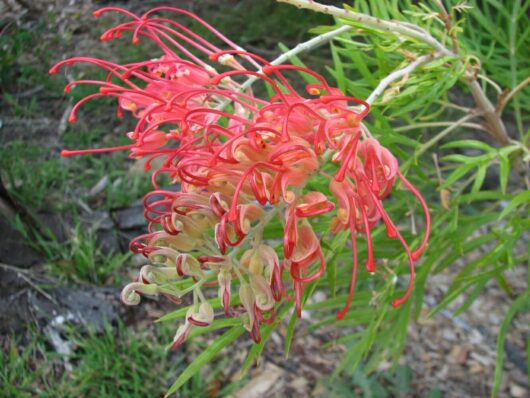 A Grevillea 'Ned Kelly' 10" Pot is growing on a plant.
