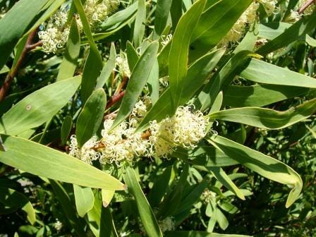 An Hakea 'Willow Leafed Hakea' 10" Pot tree with white flowers and leaves.