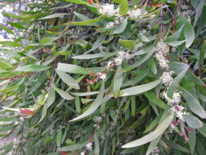 An Hakea 'Willow Leafed Hakea' 10" Pot tree with white flowers.