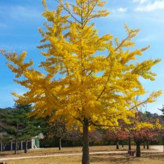 Ginkgo 'Maidenhair Tree'