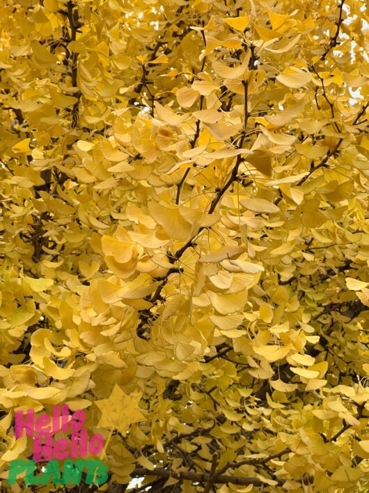 Ginkgo 'Maidenhair Tree'
