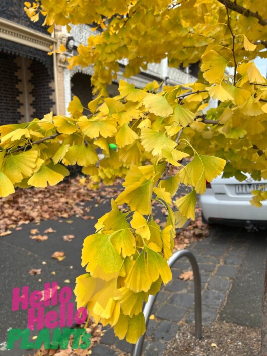 Ginkgo 'Maidenhair Tree'