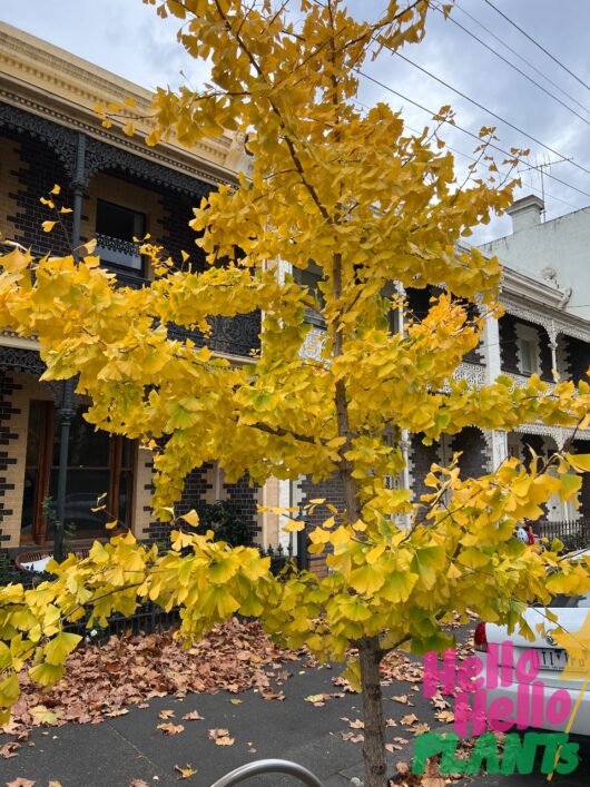 Ginkgo 'Maidenhair Tree'