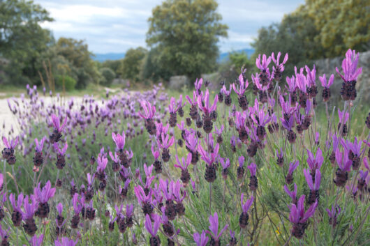 Mass planted Avonview Lavender