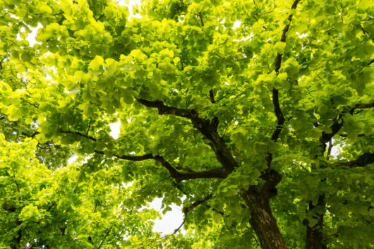 Ginkgo 'Maidenhair Tree'