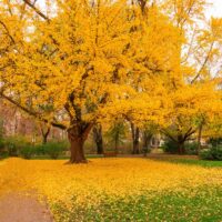 A Ginkgo 'Maidenhair Tree' showcases vivid yellow autumn leaves in the park, its golden foliage forming a bright carpet on the grass and path below.