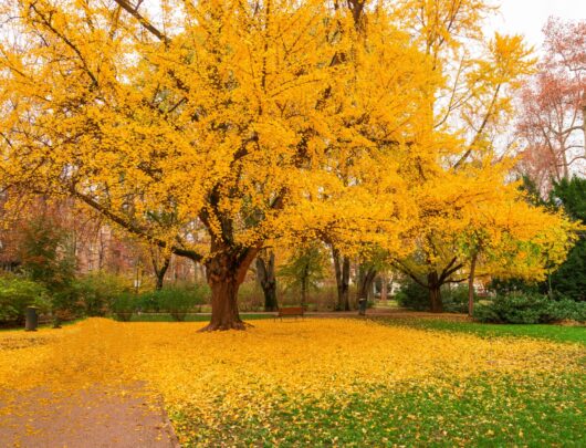 Ginkgo 'Maidenhair Tree'