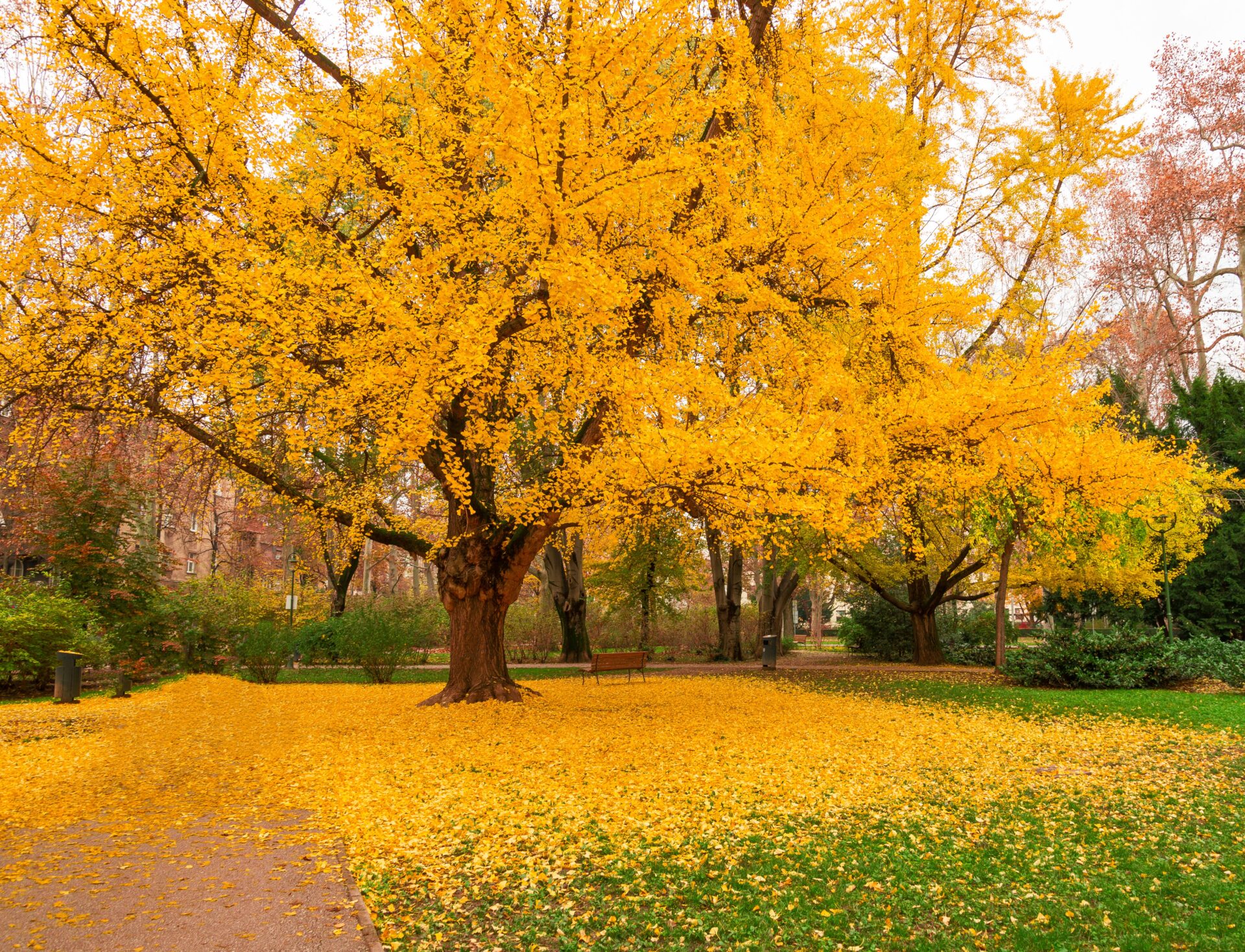 Ginkgo Biloba