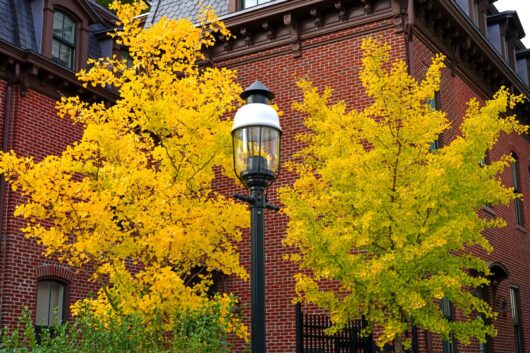Ginkgo 'Maidenhair Tree'