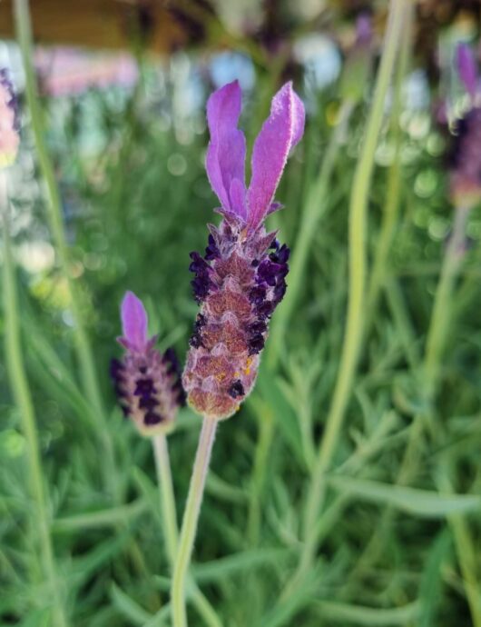 Lavandula 'Avonview' Lavender (Standard) 8" Pot
