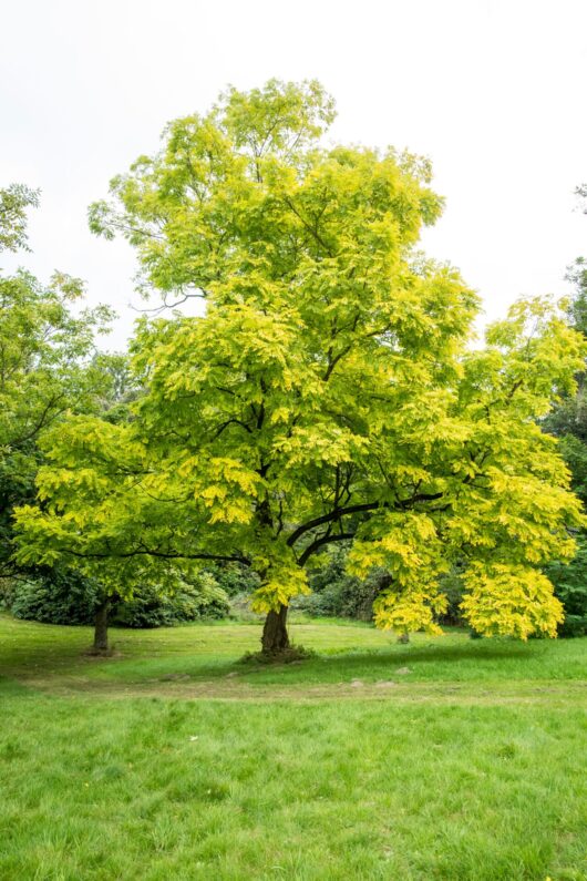 Robinia 'Frisia' Golden Robinia