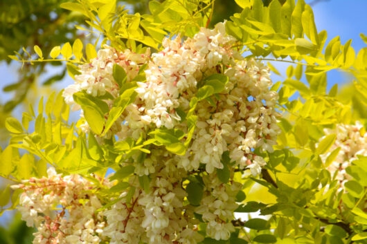 Robinia 'Frisia' Golden Robinia
