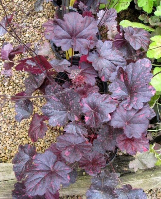 Heuchera 'Midnight Rose' Coral Bells 6" Pot