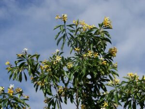 Dwarf Native Frangipani