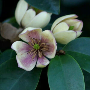 Magnolia 'Port Wine' @ Hello Hello Plants
