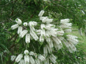 Melaleuca 'Black Paperbark' Myrtle 10" Pot flowers on a tree with Melaleuca 'Black Paperbark' Myrtle 10" Pot leaves.