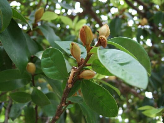 A Michelia figo 'Coco' 10" Pot with a lot of green leaves and fruit.