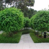 A group of Robinia 'Mop Top' 6ft (Bare Rooted) trees in a garden with a walkway.