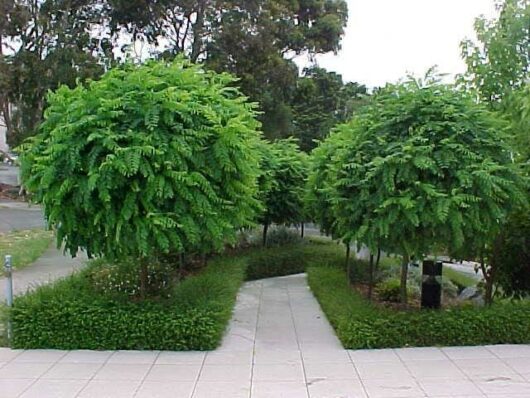 A group of Robinia 'Mop Top' 6ft (Bare Rooted) trees in a garden with a walkway.