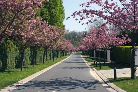 Prunus 'Kanzan' Ornamental Cherry