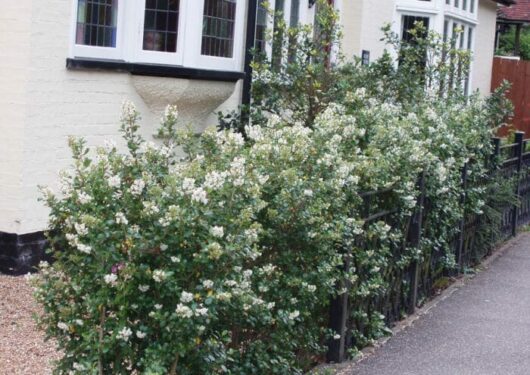 An Escallonia 'Iveyi' 6" Pot hedge with white flowers in front of a house.