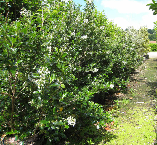 A row of Escallonia 'Iveyi' 6" Pot with white flowers.