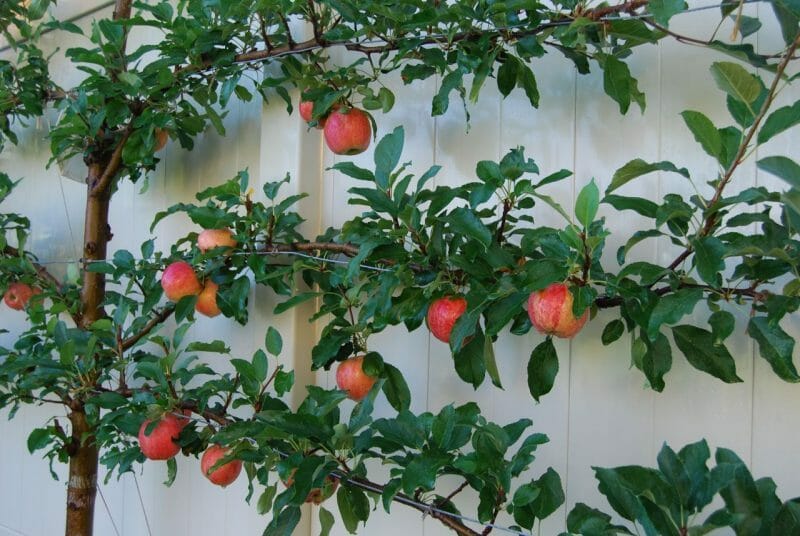 Espalier