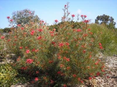 A Grevillea 'Bonfire' 10" Pot with red flowers in the middle of the desert.