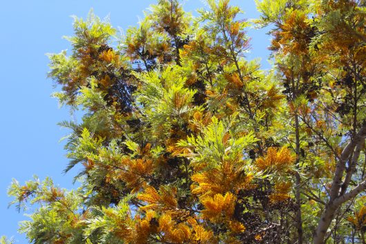 A Grevillea robusta 'Silky Oak' stands proudly with its green and yellow foliage against a clear blue sky.