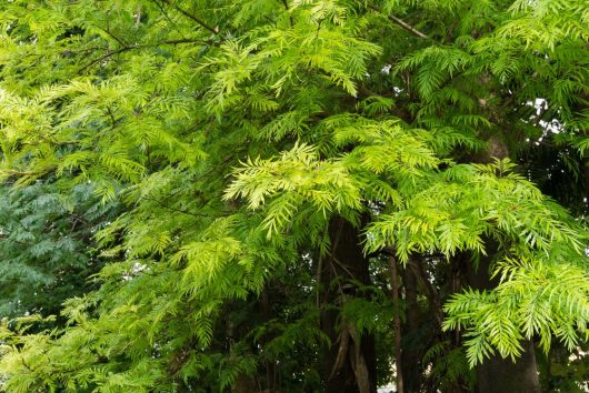 A tree with bright green, feathery leaves densely covering its branches, the Grevillea robusta 'Silky Oak', adds a touch of elegance to any landscape.