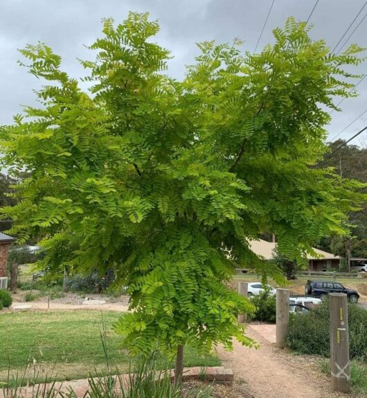Robinia 'Frisia' Golden Robinia