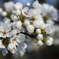 Pyrus 'Capital' Ornamental Pear
