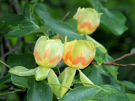 Liriodendron 'Tulip Tree' 7" Pot