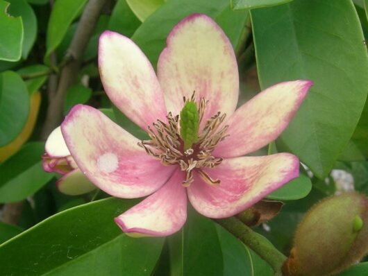 A Michelia 'Port Wine' Magnolia 10" Pot flower on a tree with green leaves.